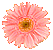 gerbera1.gif